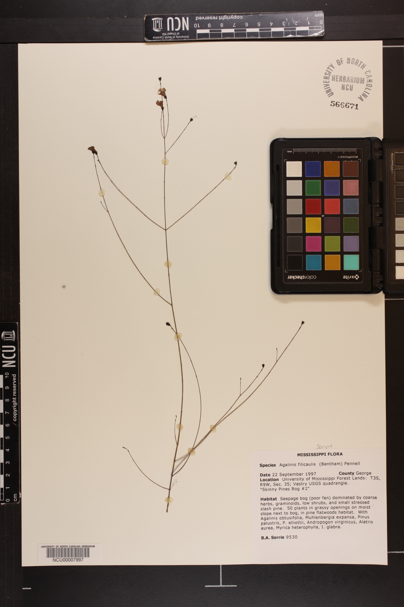 Agalinis filicaulis image