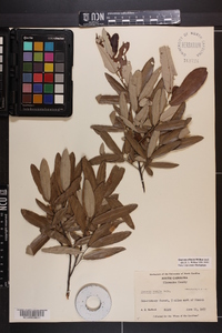 Quercus pumila image