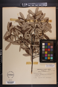 Quercus pumila image