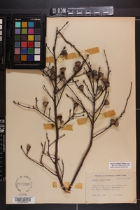 Quercus pumila image