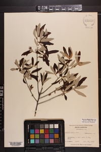 Quercus pumila image