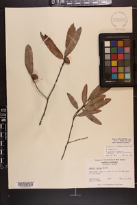 Quercus pumila image