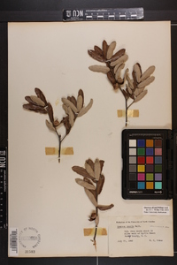 Quercus pumila image