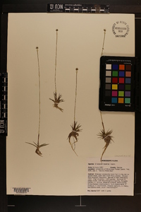 Eriocaulon texense image