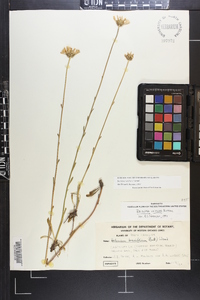 Balduina uniflora image