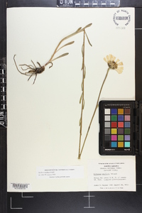 Balduina uniflora image