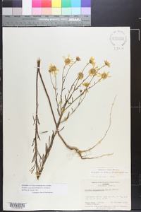 Balduina angustifolia image