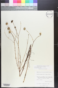 Balduina angustifolia image