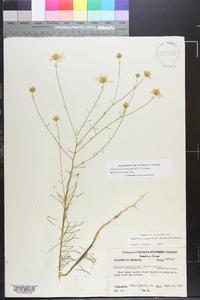 Balduina angustifolia image