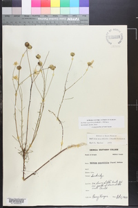Balduina angustifolia image
