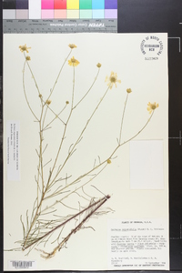 Balduina angustifolia image