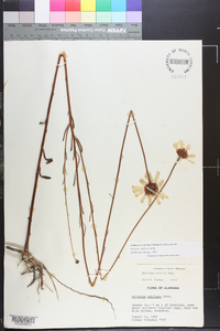 Balduina uniflora image