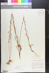 Balduina uniflora image