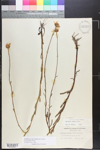 Balduina uniflora image