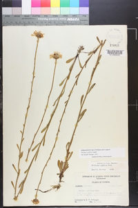 Balduina uniflora image