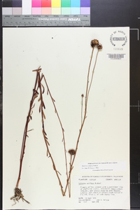 Balduina uniflora image