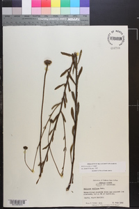 Balduina uniflora image