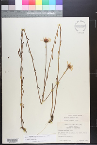 Balduina uniflora image