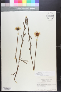 Balduina uniflora image