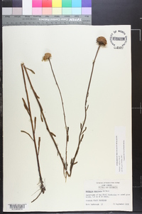 Balduina uniflora image