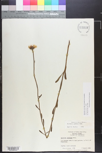 Balduina uniflora image