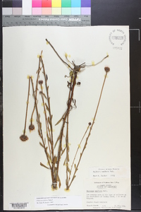 Balduina uniflora image