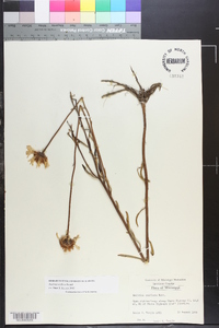 Balduina uniflora image