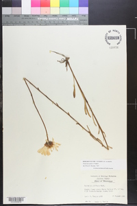 Balduina uniflora image