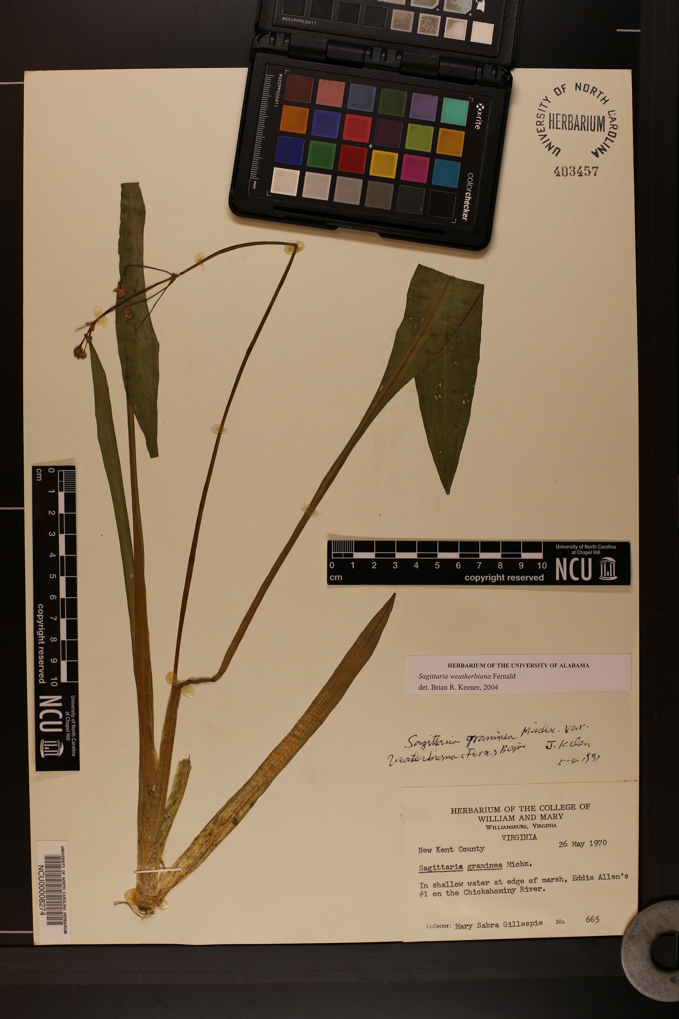 Sagittaria subulata image