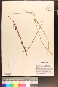 Cuscuta indecora image