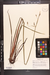 Schoenoplectus etuberculatus image