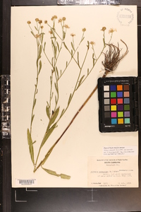 Boltonia asteroides image