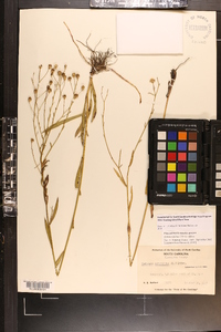 Boltonia diffusa image