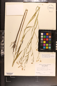 Boltonia asteroides image