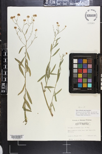 Boltonia asteroides image