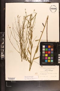 Boltonia diffusa image