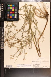 Boltonia asteroides image