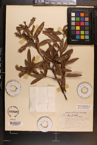 Quercus pumila image