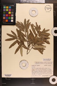 Quercus pumila image