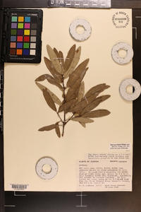 Quercus pumila image