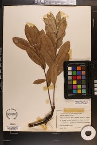 Quercus pumila image