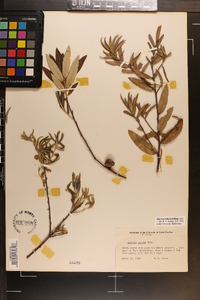 Quercus pumila image