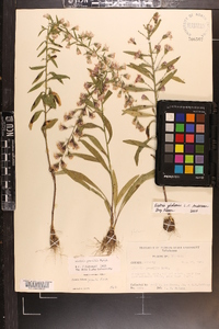 Liatris gholsonii image