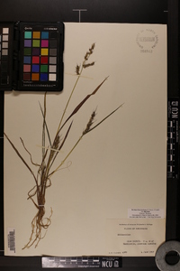 Echinochloa muricata var. muricata image