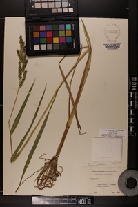 Echinochloa muricata var. muricata image