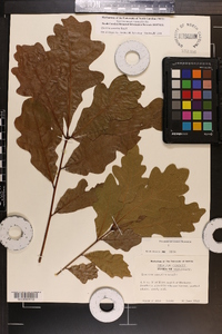 Quercus austrina image