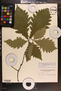 Quercus bicolor image