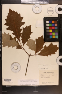 Quercus bicolor image