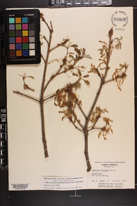 Quercus bicolor image