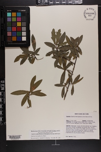 Quercus hemisphaerica image